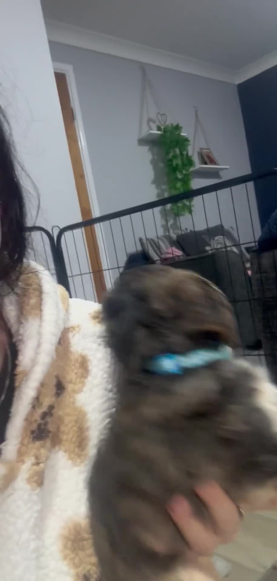 Cockapoo dogs for sale: Only one f1 miniature cockapoo boy left.😍 - Video 1