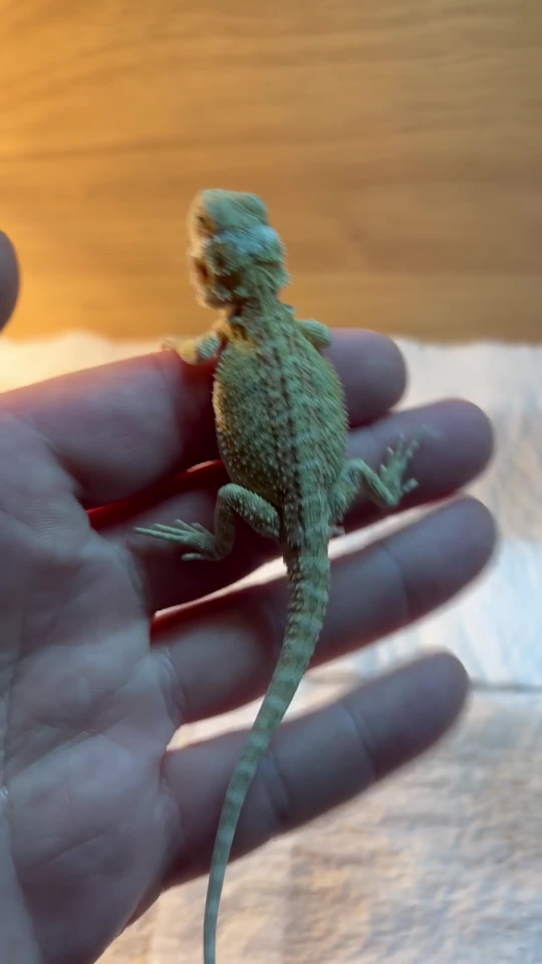 Bearded Dragon reptiles for sale: Friendly baby bearded dragons - Video 1