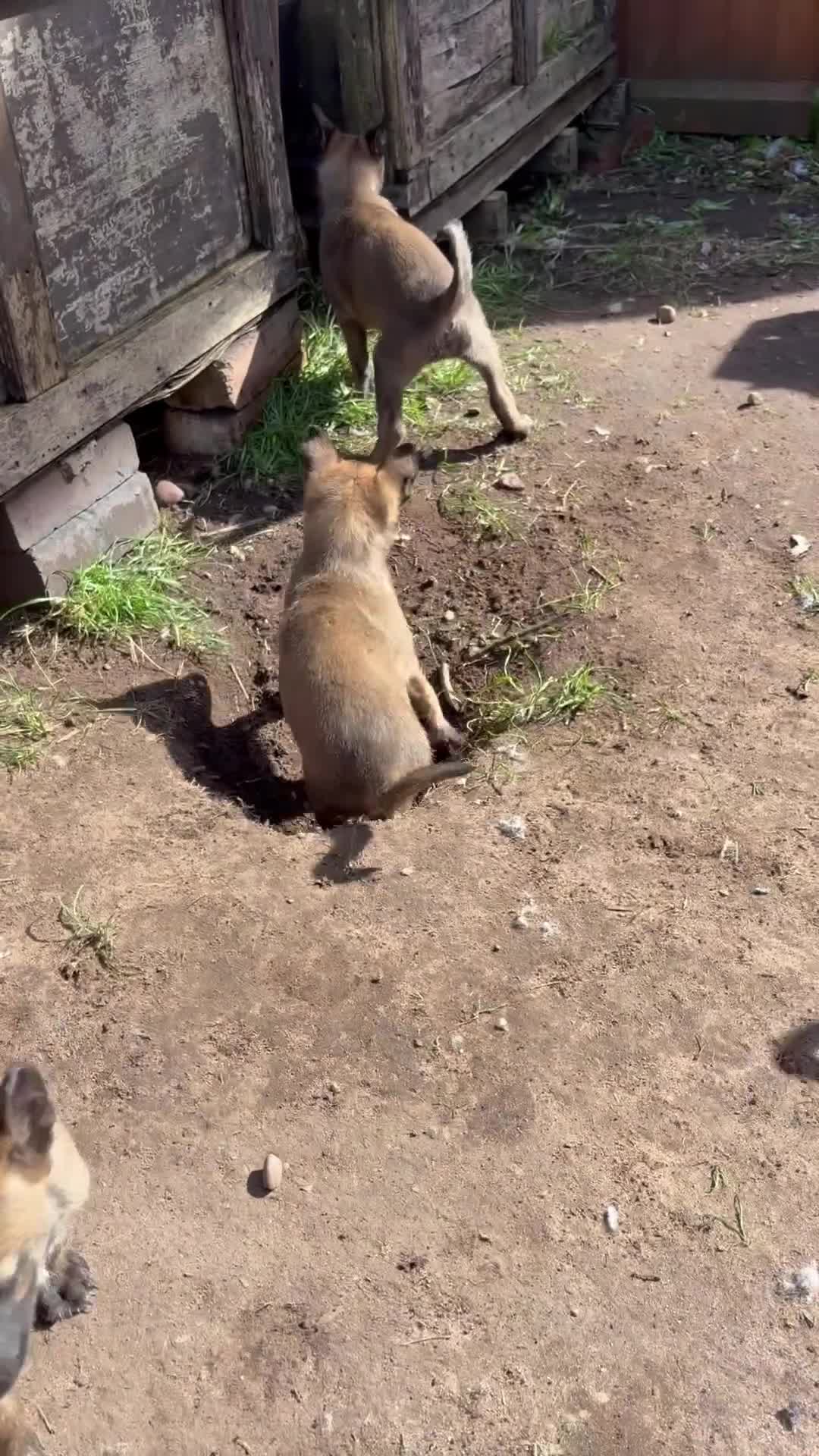 Belgian Shepherd Dog dogs for sale: belgian malnois shepard in Birmingham - Video 3