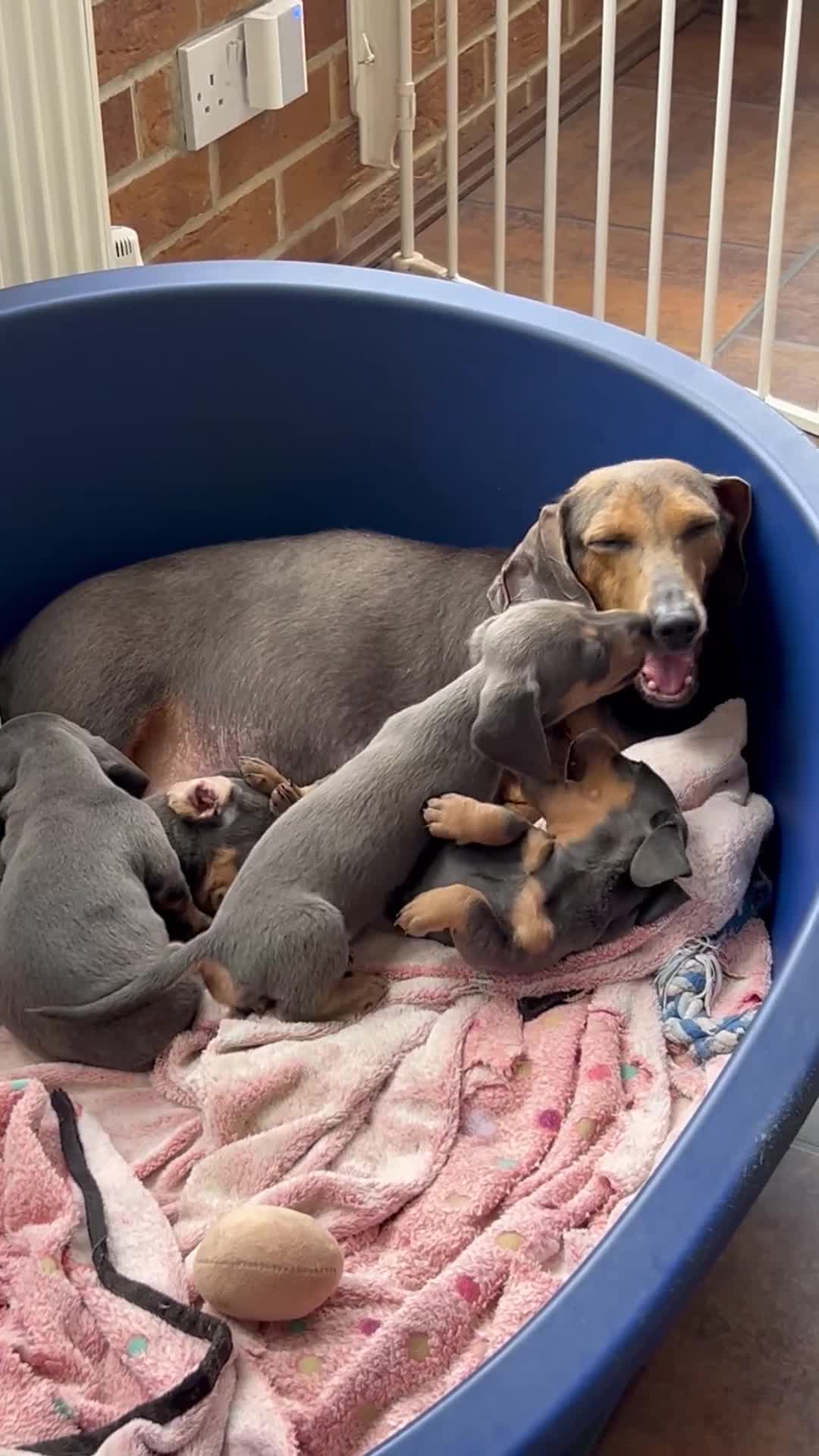 Miniature Dachshund dogs for sale: Adorable Blue and Tan puppies  - Video 2