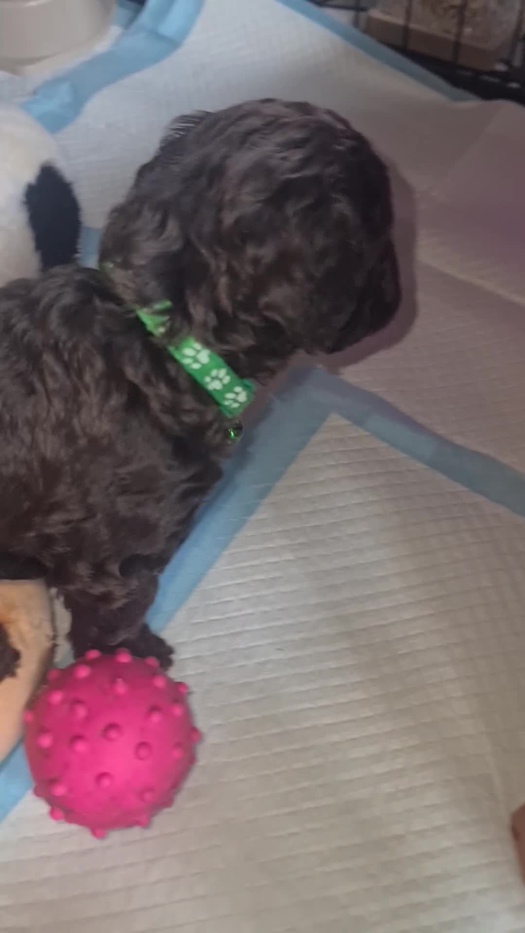 Cockapoo dogs for sale: F3 cockapoos - Video 3