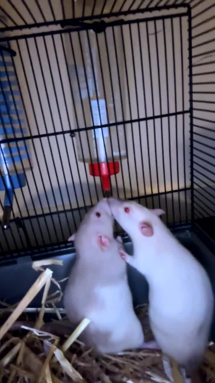 Rat rodents for sale: Siamese X Dumbo litter due - Video 1