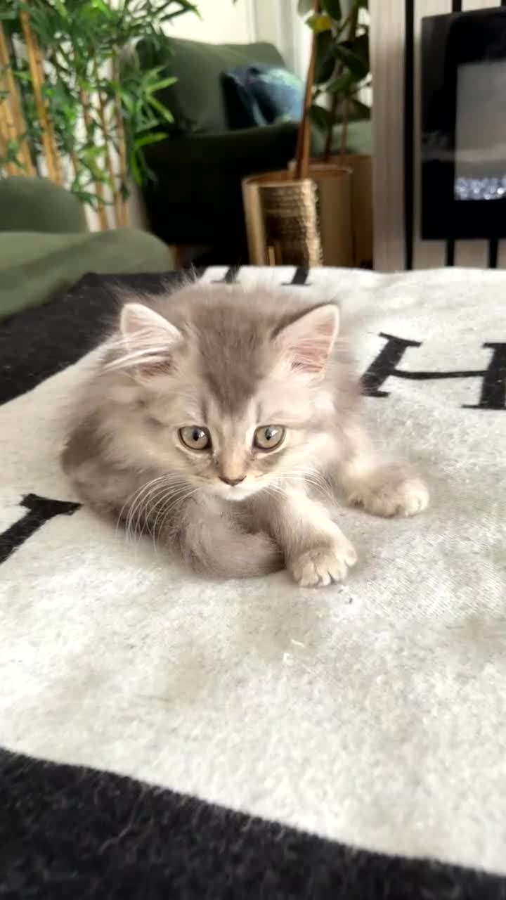 Scottish Fold cats for sale: Scottish longhair & Scottish Tabby kitten  - Video 2