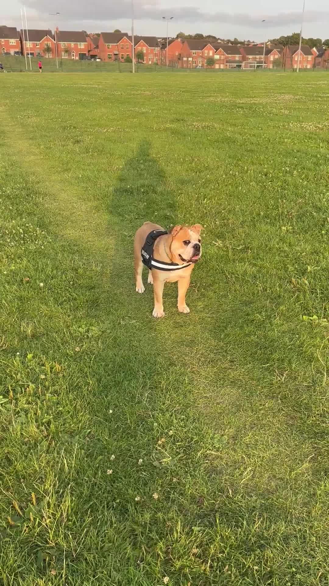 Mixed Breed dogs for sale: Bulldog for rehoming  - Video 1