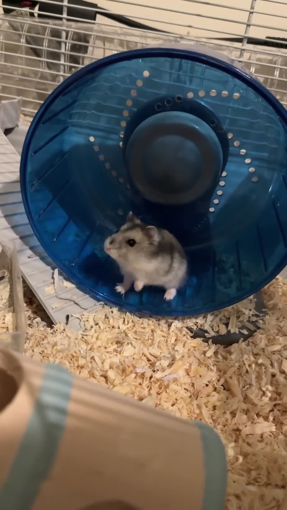 Hamster rodents for sale: Roborovski Hamster  in Wembley - Video 1