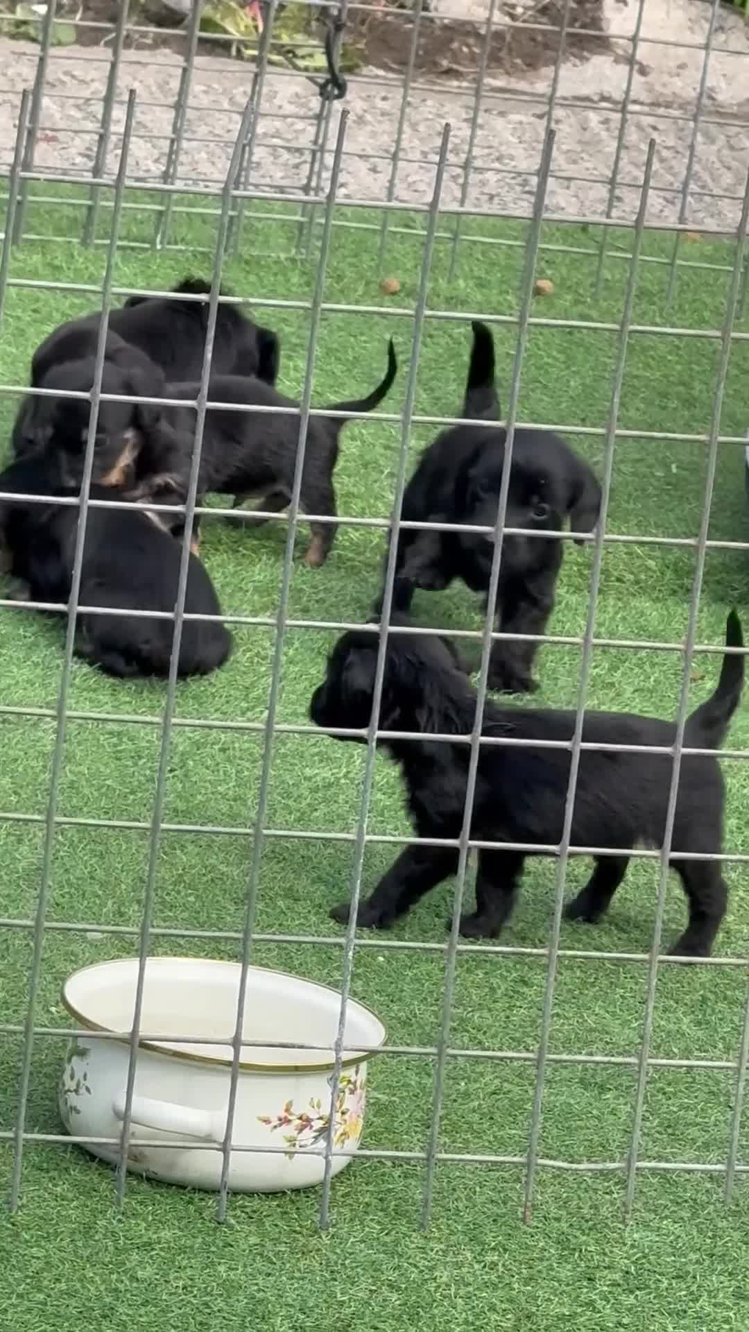 Dachshund dogs for sale: Dachshund puppies mixed litter  - Video 1