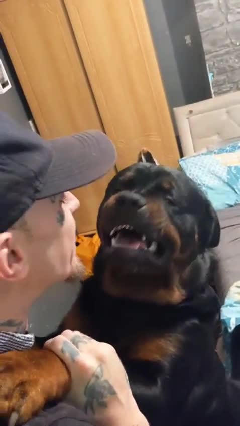 Rottweiler dogs for stud: Kc rottweiller for stud  in Sandy - Video 3