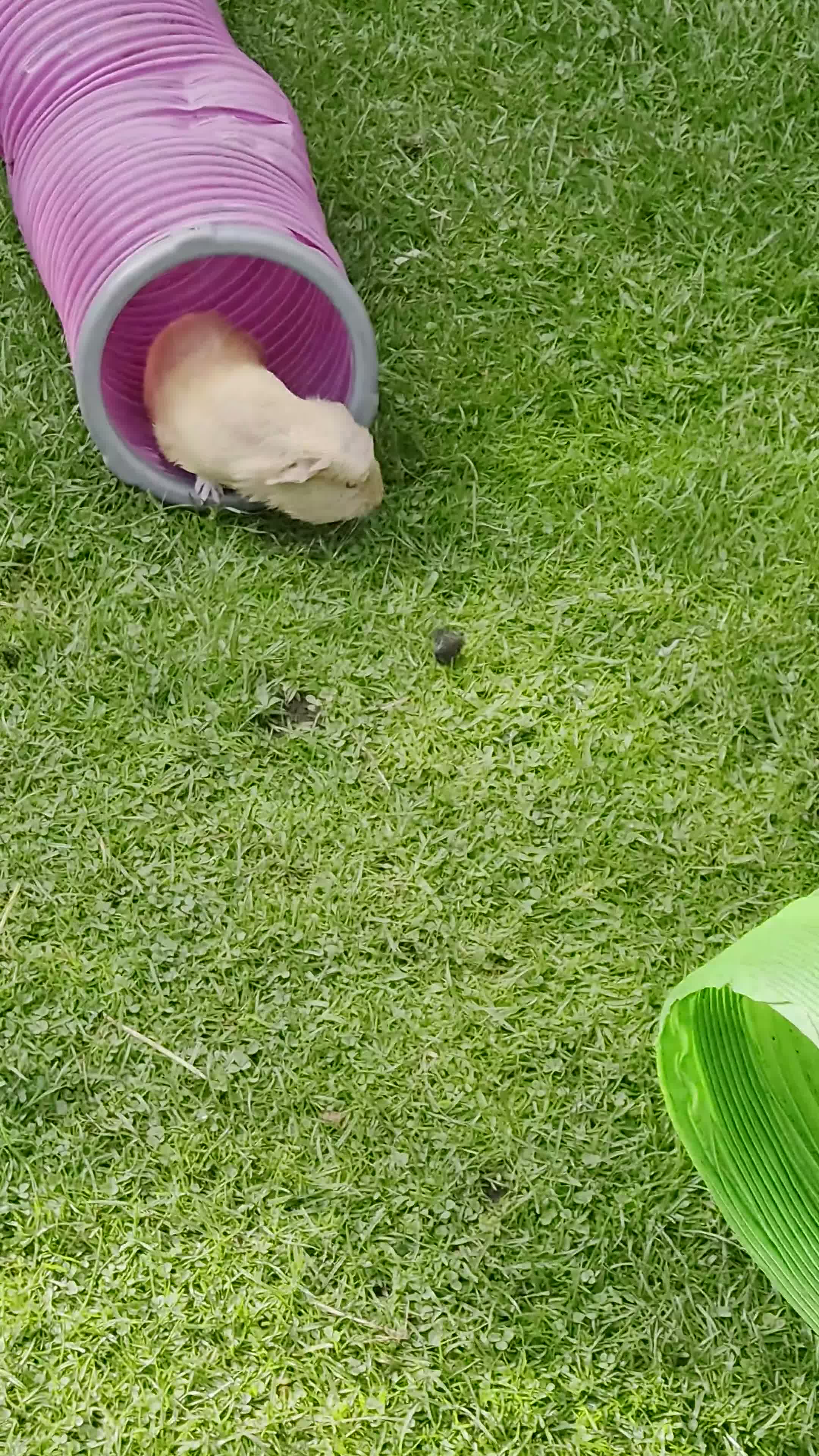 Guinea Pig rodents for sale: Two bond females  - Video 2