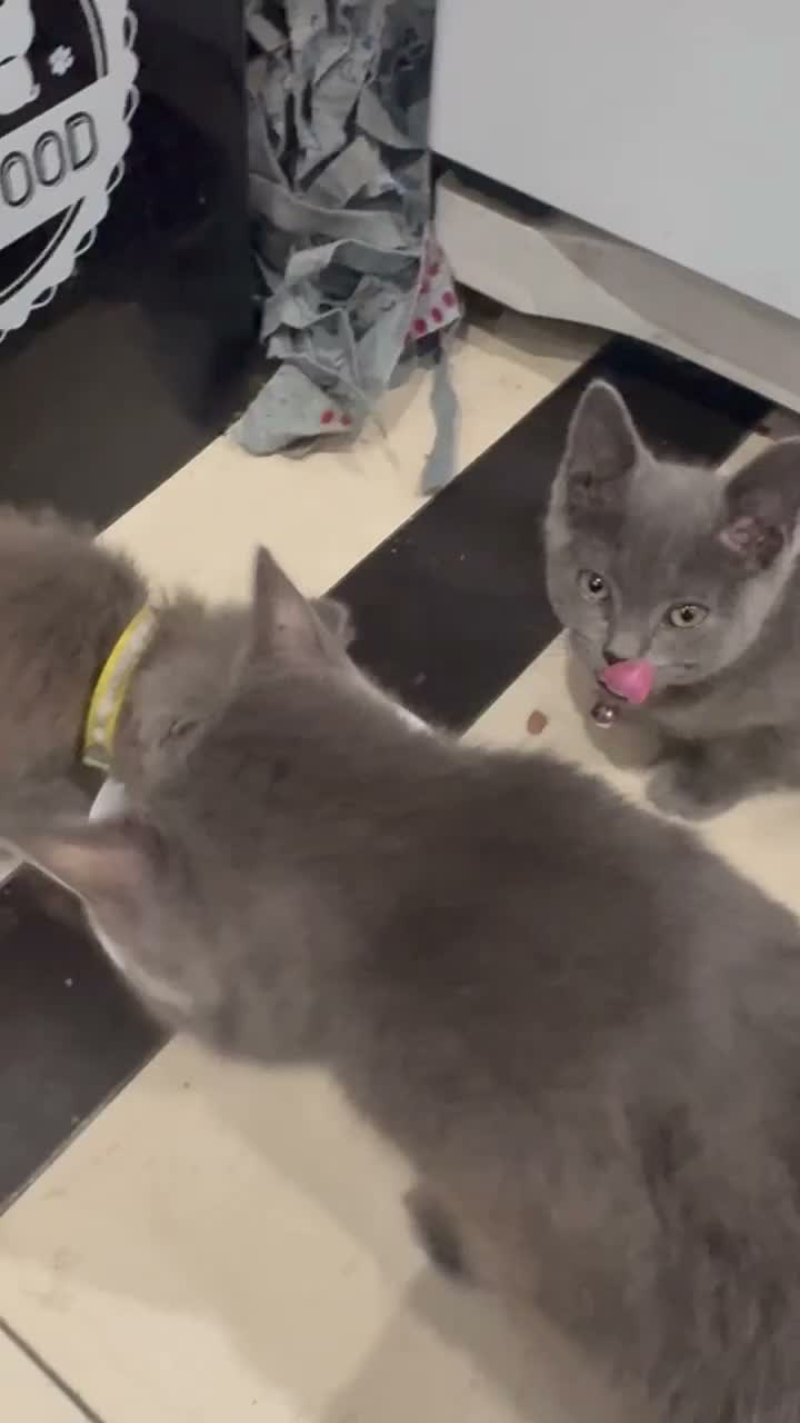 British Shorthair cats for sale: British Shorthair kittens  - Video 1