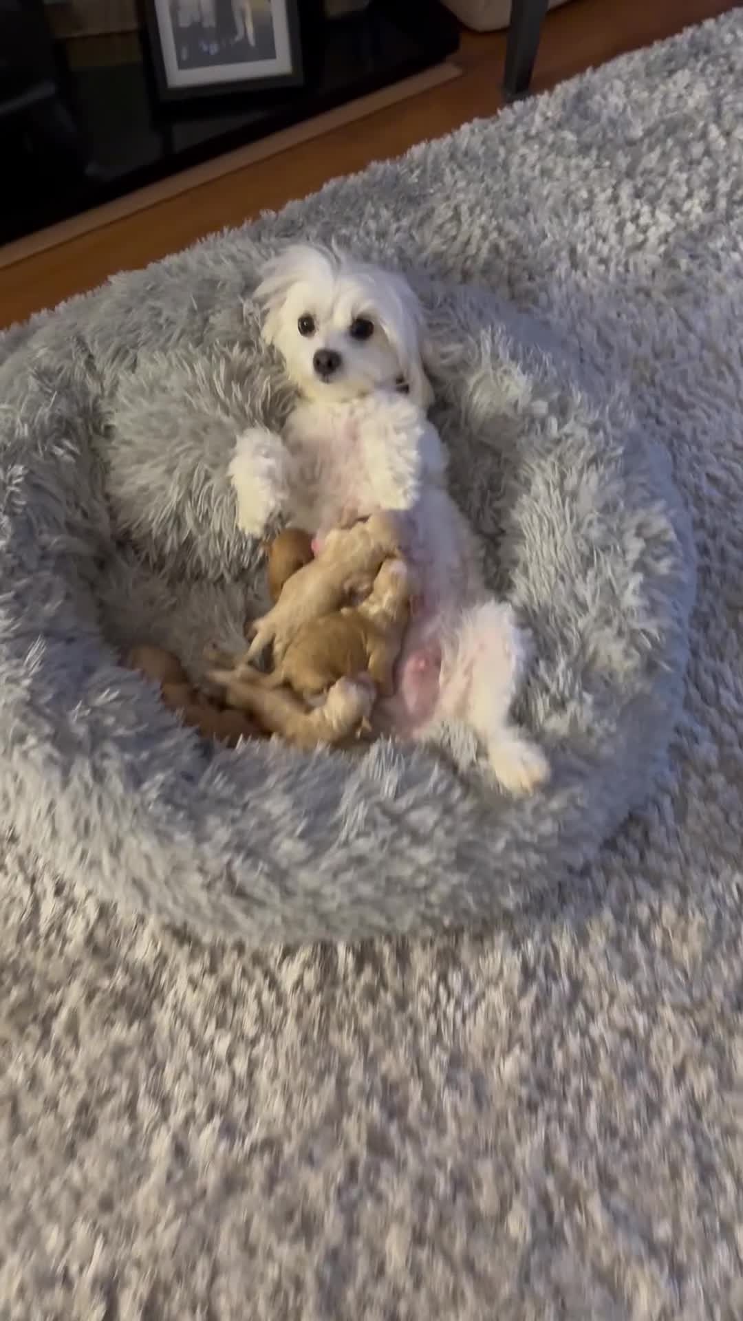 Maltipoo dogs for sale: Real life teddy bear f1 Maltipoos ❤️💥 - Video 2