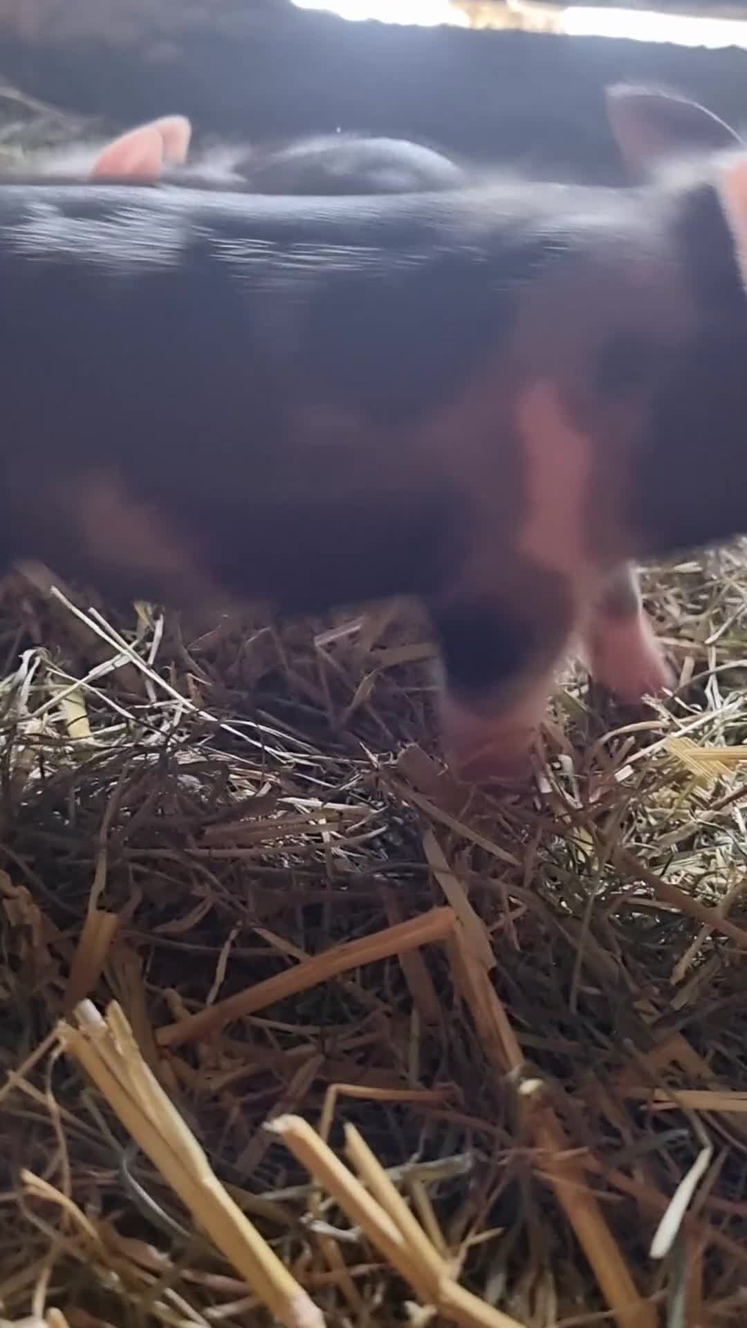 Pig livestock for sale: Micro pigs /t cup - Video 1