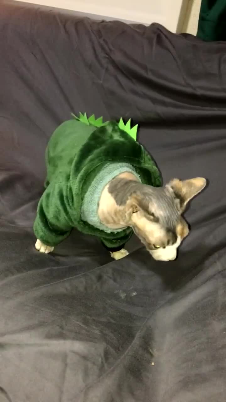 Sphynx cats for sale: Pedigree Sphynx🙈👑 - Video 1