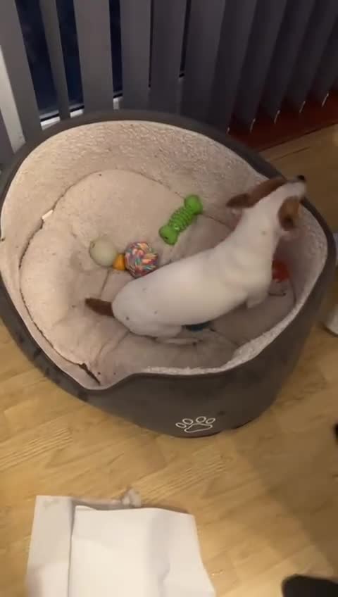 Jack Russell dogs for sale: Jack Russell puppies  - Video 1