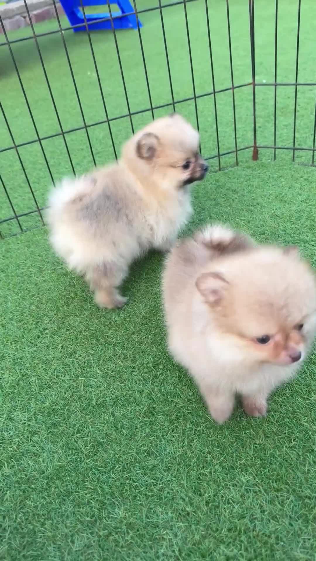Pomeranian dogs for sale:  **  Pomeranian puppy’s ready to leave  in Liverpool - Video 3