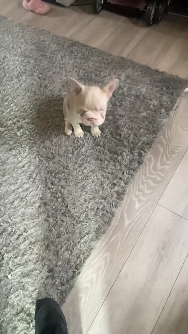 French Bulldog dogs for sale: Pink panther  - Video 1