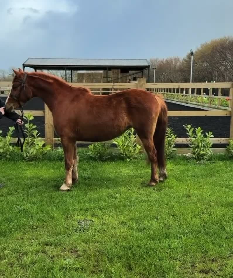 Welsh Section B horses for sale: GRANGE BANK LUCKY LADY  in Newport - Video 1