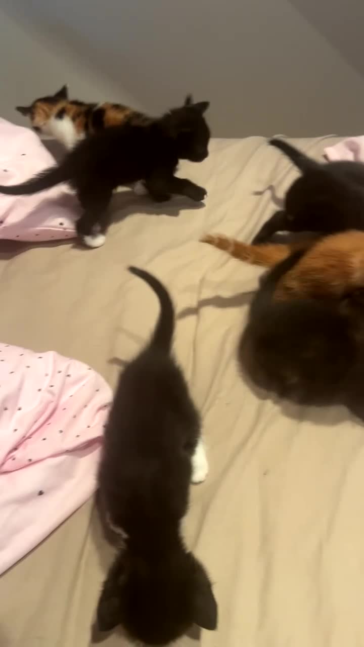 Mixed Breed cats for sale: Cute kitten litter of mix breed.  - Video 1