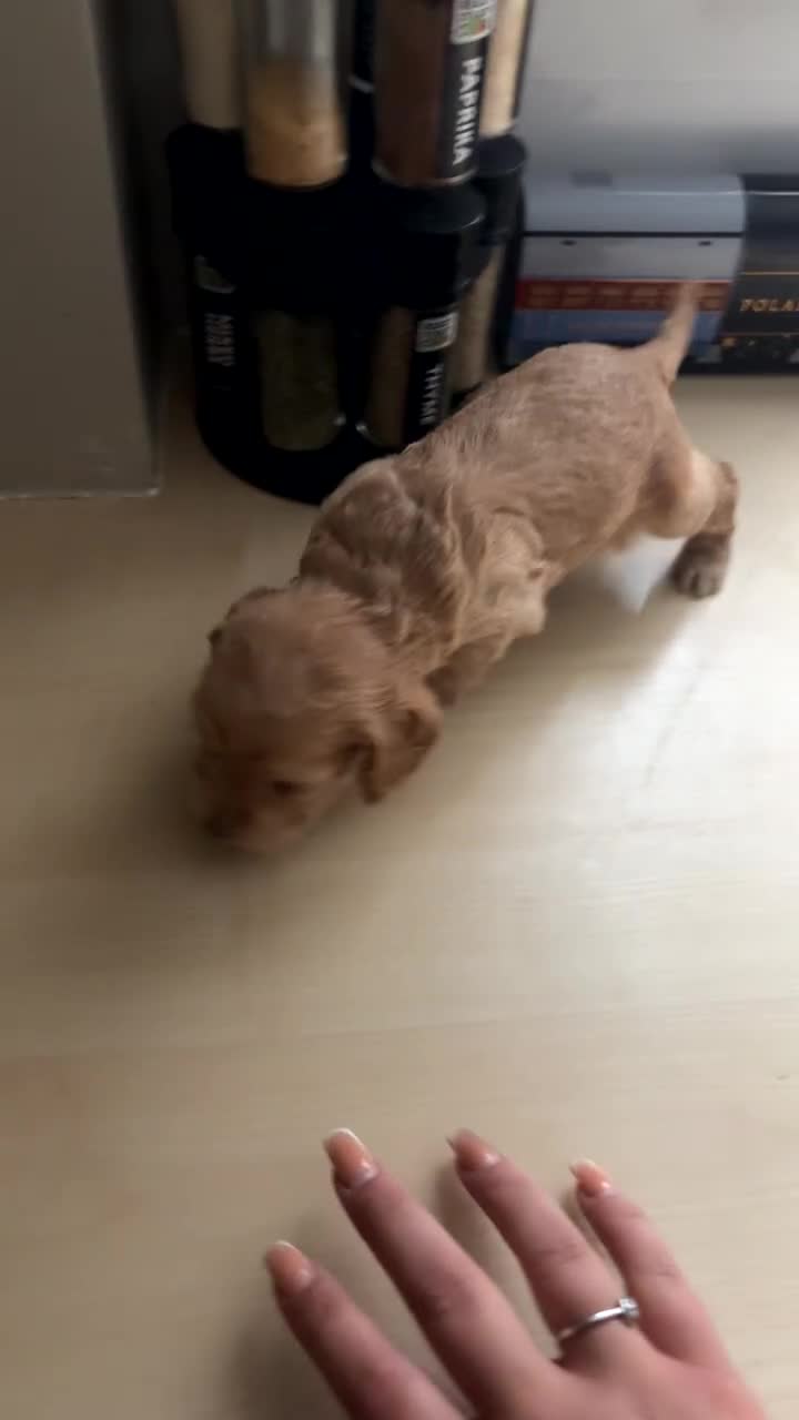 Cockapoo dogs for sale: Cockapoo - Video 1