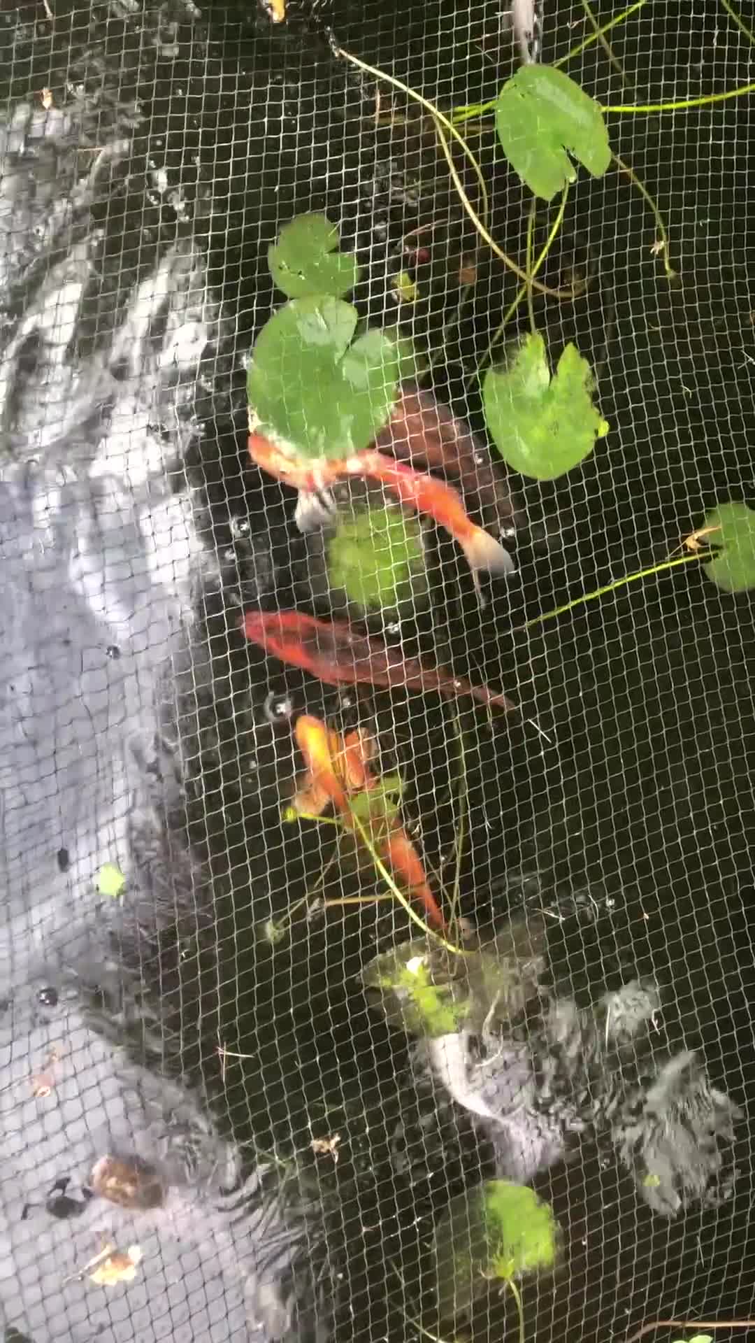 Koi Carp fish for sale: Selection of koi  - Video 2