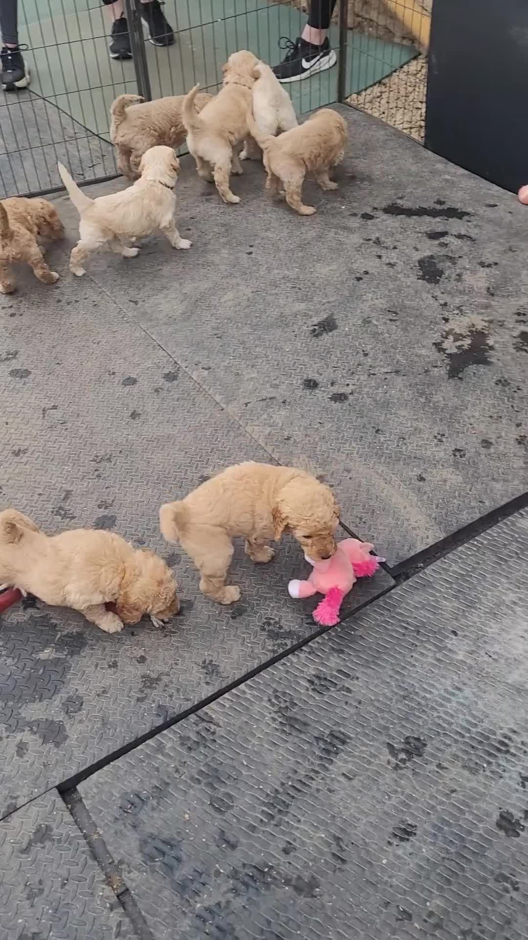 Mini Goldendoodle dogs for sale: Miniature Goldendoodle Puppies - Video 1