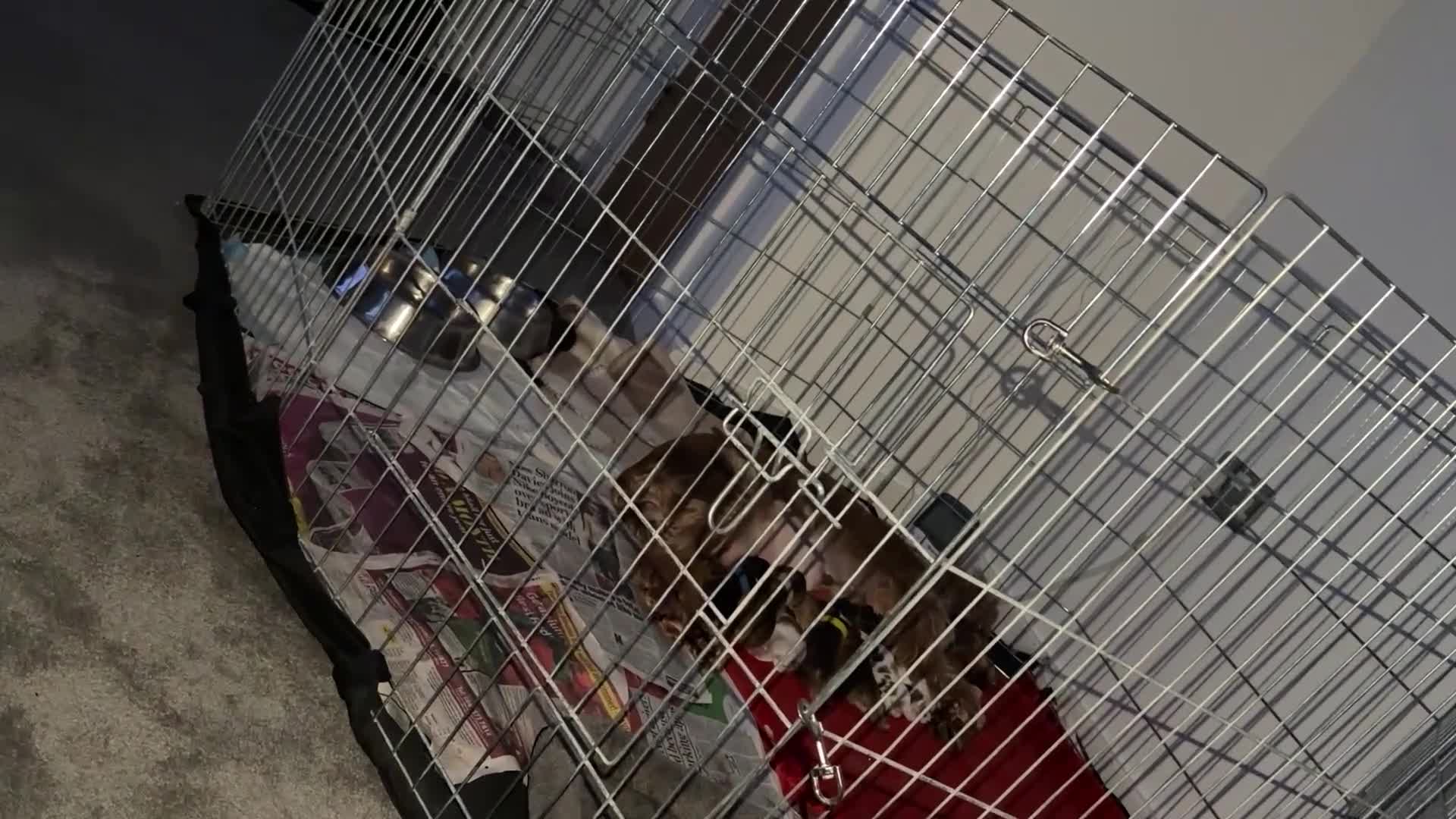 Cocker Spaniel dogs for sale: Showtype Cocker spaniel pups KC registered  - Video 4