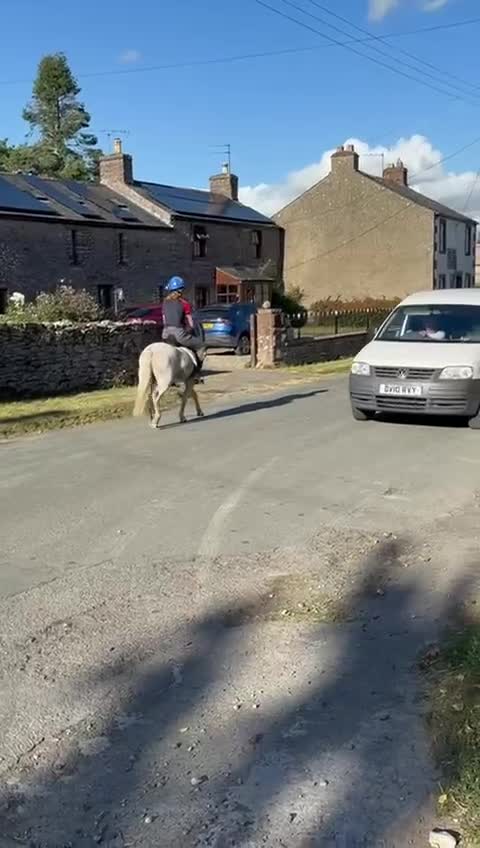 Welsh Section A horses for sale: Welsh section A Gelding - Video 1
