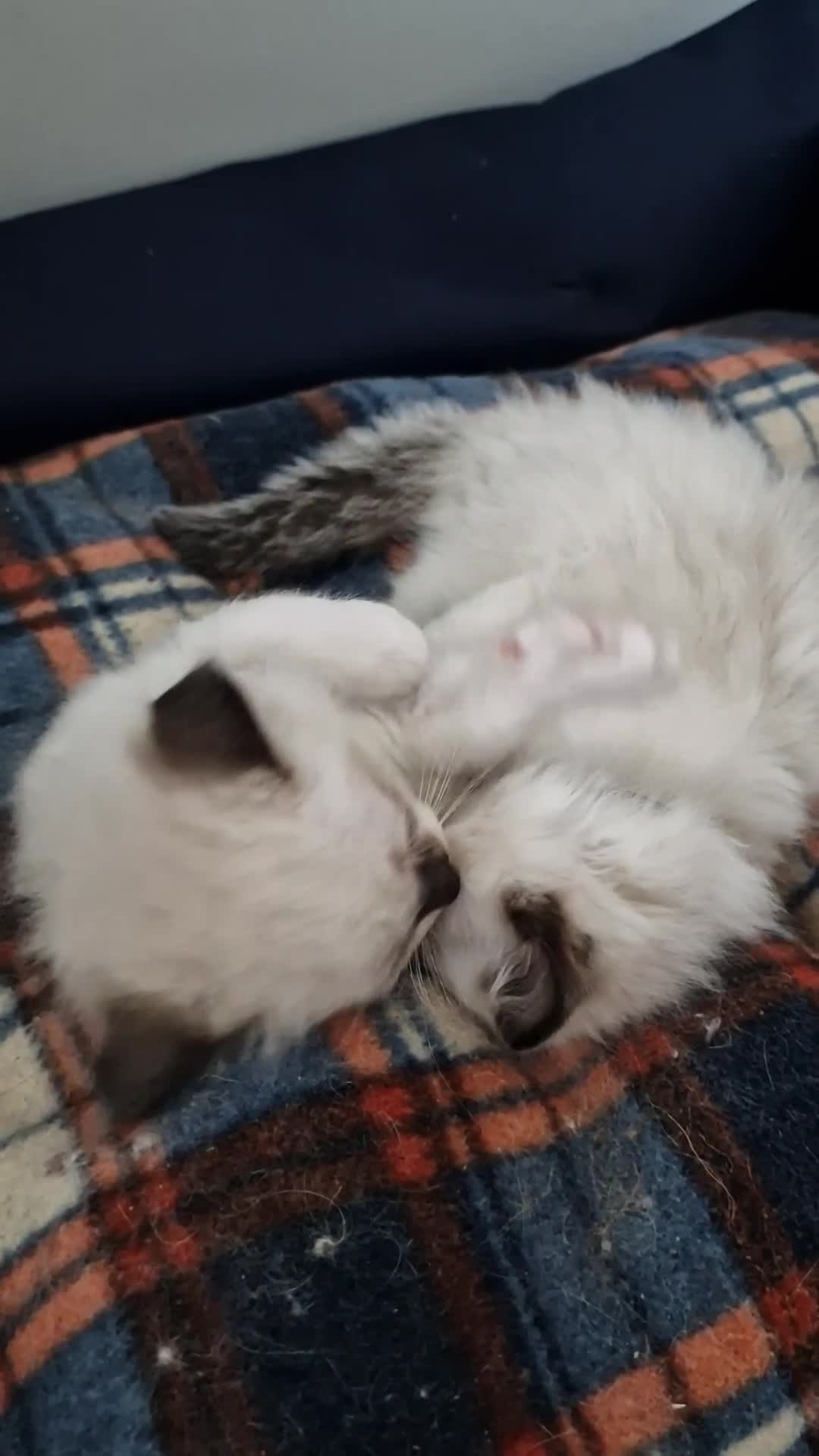 Ragdoll cats for sale: Beautiful kittens  - Video 1