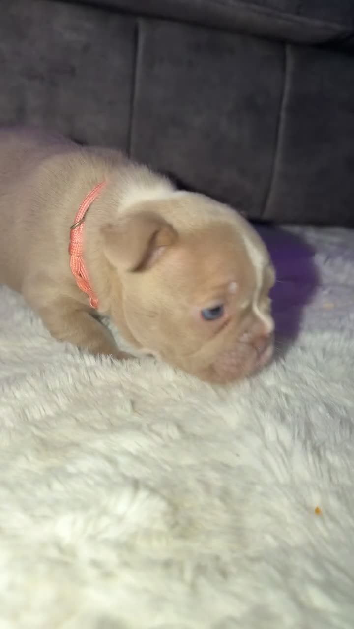French Bulldog dogs for sale: ISABELLA BLUE AND LILAC FRENCHIES - KC - WELL BRED - Video 1