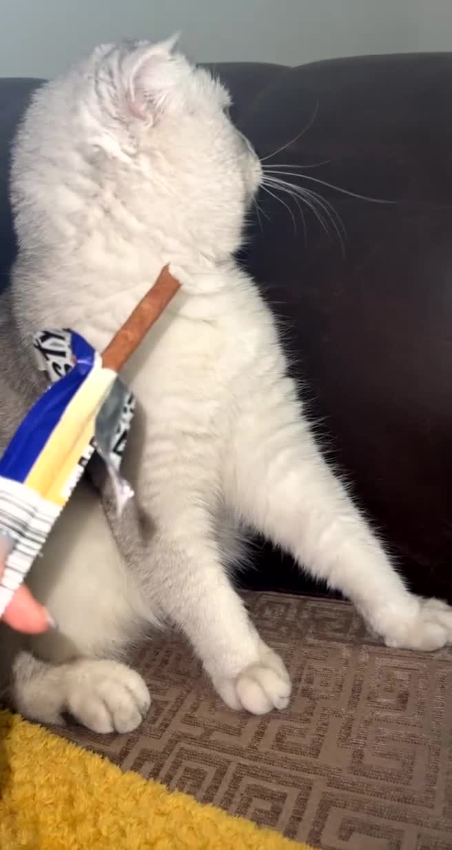 Scottish Fold cats for sale: Scottish Fold Kittens Ready for Loving Homes - Video 1