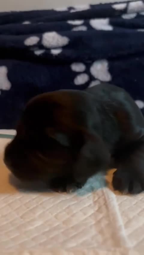 Cocker Spaniel dogs for sale: 🐶 COCKER SPANIEL PUPPIES 🐶  - Video 2