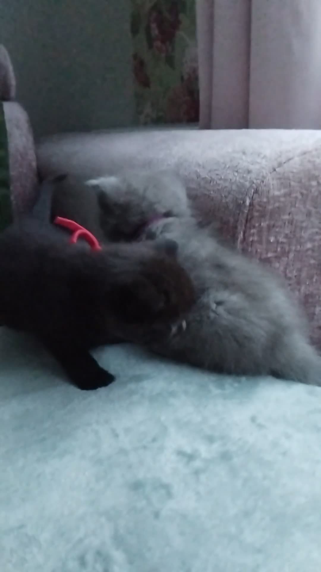 British Shorthair cats for sale: British shorthair x Domestic shorthair  - Video 5