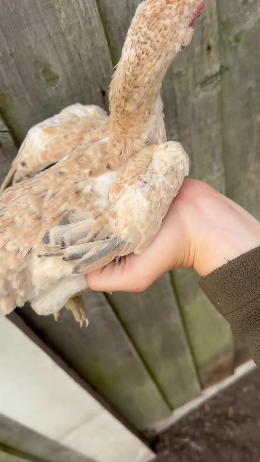 Chickens poultry for sale: Ko shamo pair ready now ! - Video 2