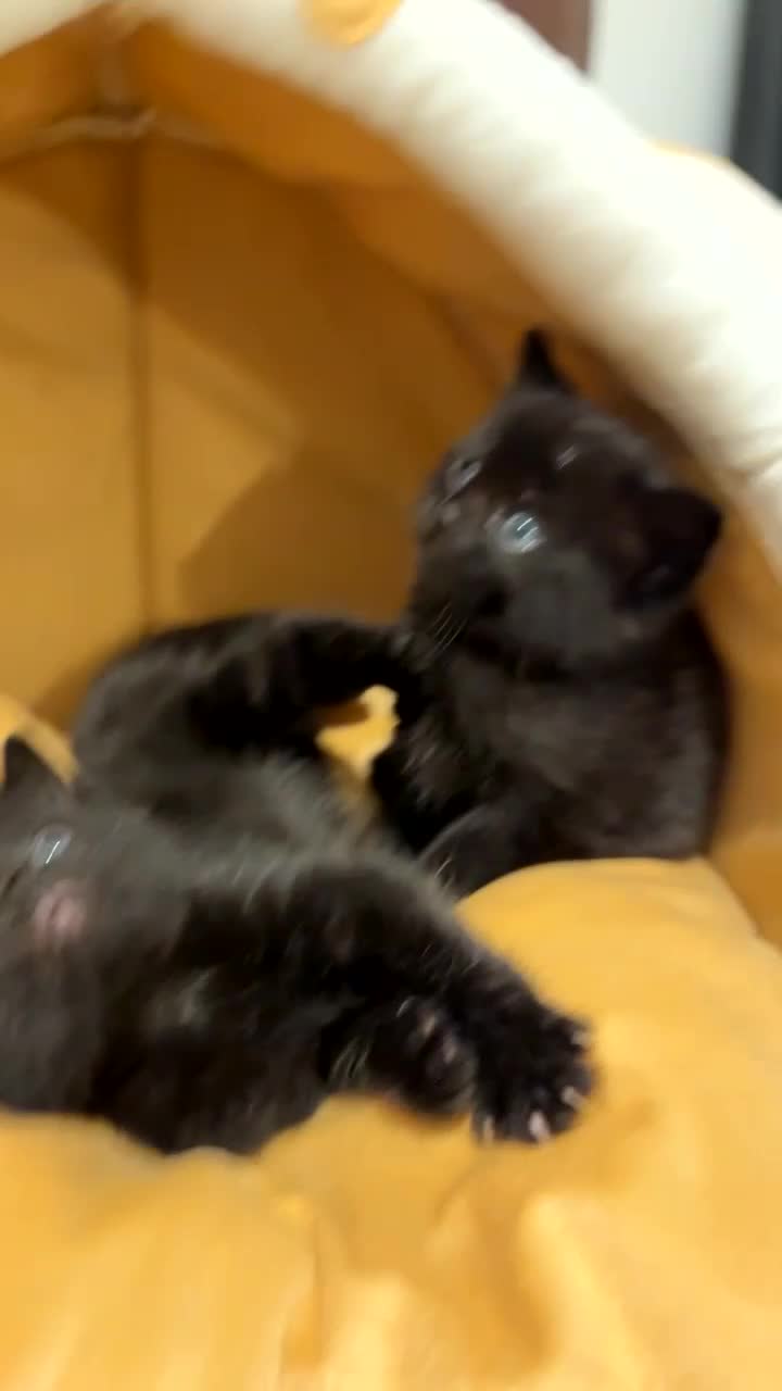 Scottish Fold cats for sale: Gorgeous Scottish fold kittens.💙 - Video 1