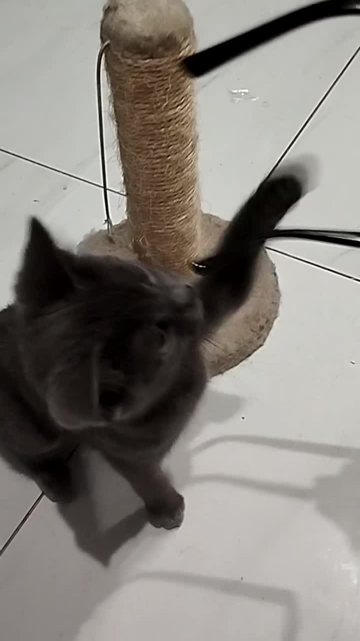 American Shorthair cats for sale: Gorgeous kitten ready for new home  - Video 4