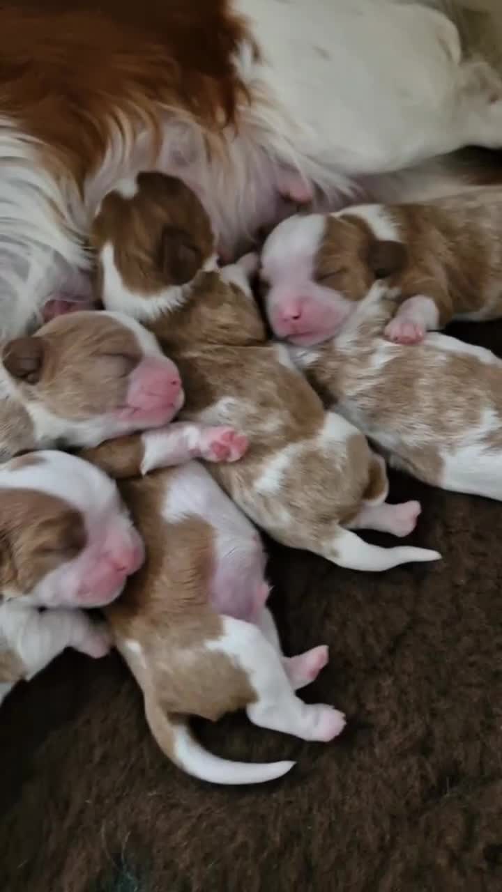 Cavalier King Charles Spaniel dogs for sale: Pedigree KC registered Cavalier Pupies - Video 3