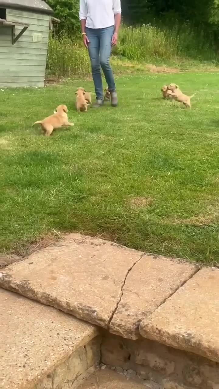 Labrador Retriever dogs for sale: Stunning Litter of KC Reg Labrador Puppies - Video 3