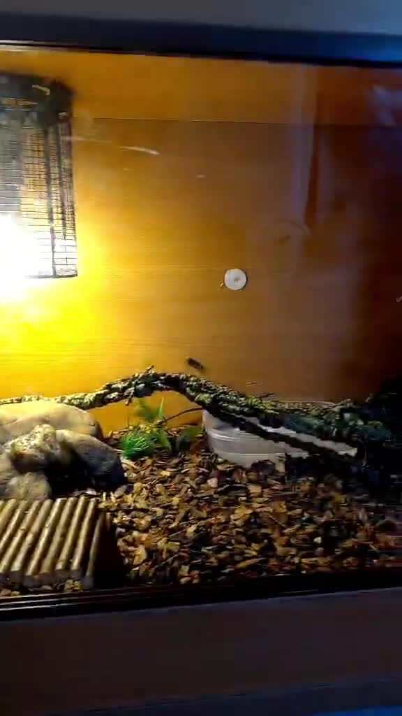 Python Snake reptiles for sale: 1 month old ball python and viv and accessories  - Video 1