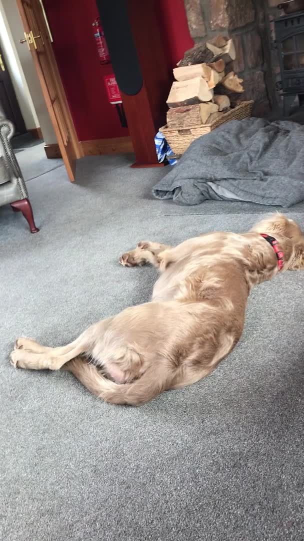 Weimaraner dogs for stud: LongHair Weim.kC Reg & DNA tested.Proven.N/E Scotl in Turriff - Video 1