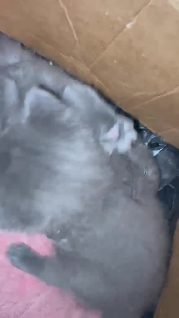 Russian Blue cats for sale: Russian blue grey kittens - Video 2