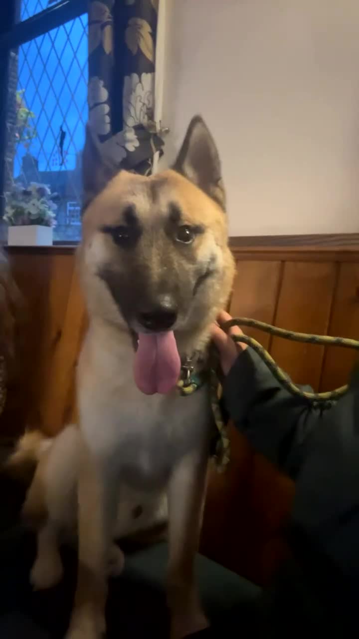 Mixed Breed dogs for sale: Beautiful mixed breed dog  - Video 1