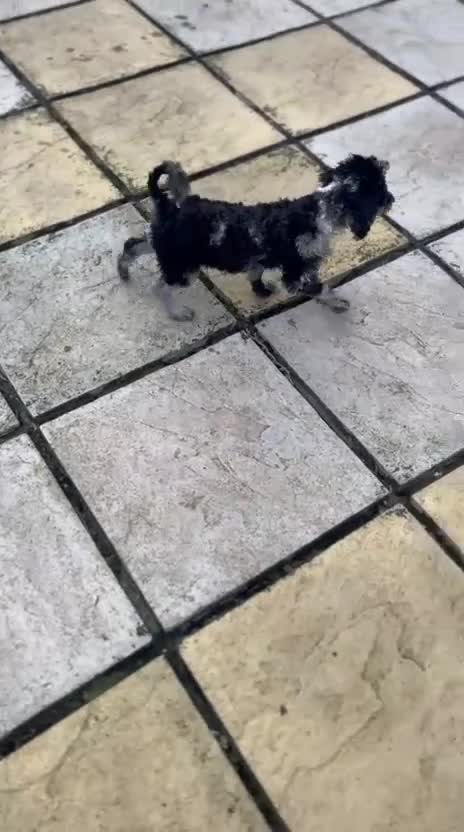 Toy Poodle dogs for sale: 10 week poodle male  - Video 2