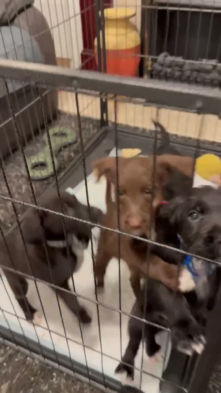 Mixed Breed dogs for sale: 4 mixed breed puppies for sale in Stoke-on-Trent - Video 2