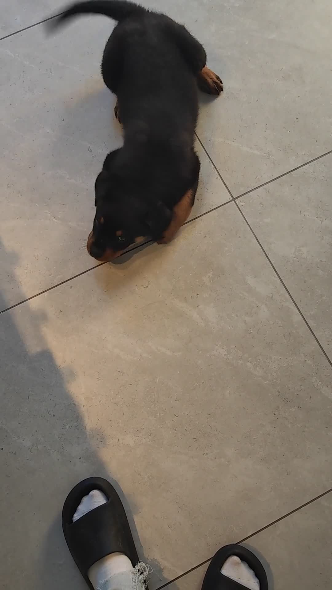 Rottweiler dogs for sale: Gorgeous male Rottweiler puppy Reggie  - Video 1