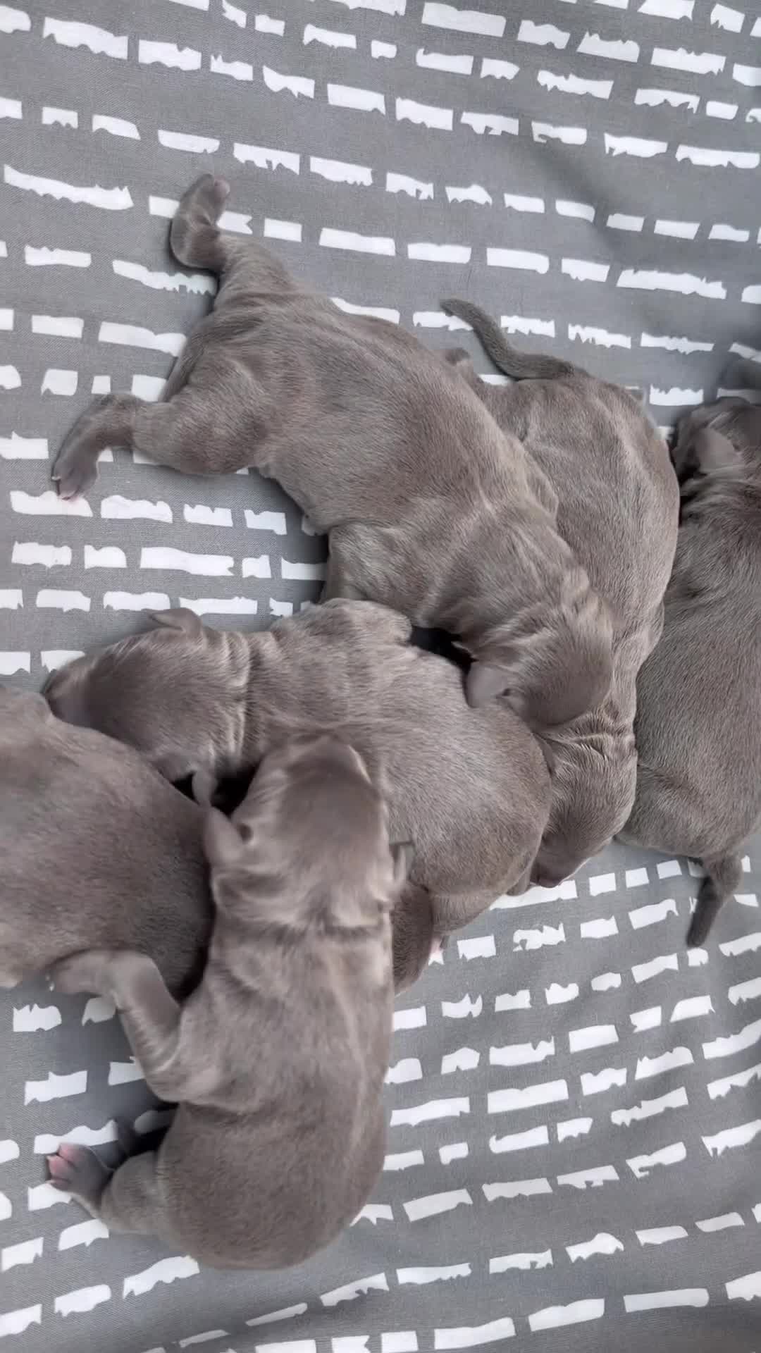 Staffordshire Bull Terrier dogs for sale: Outstanding KC registered Staffy pups blue 💕💙 - Video 2