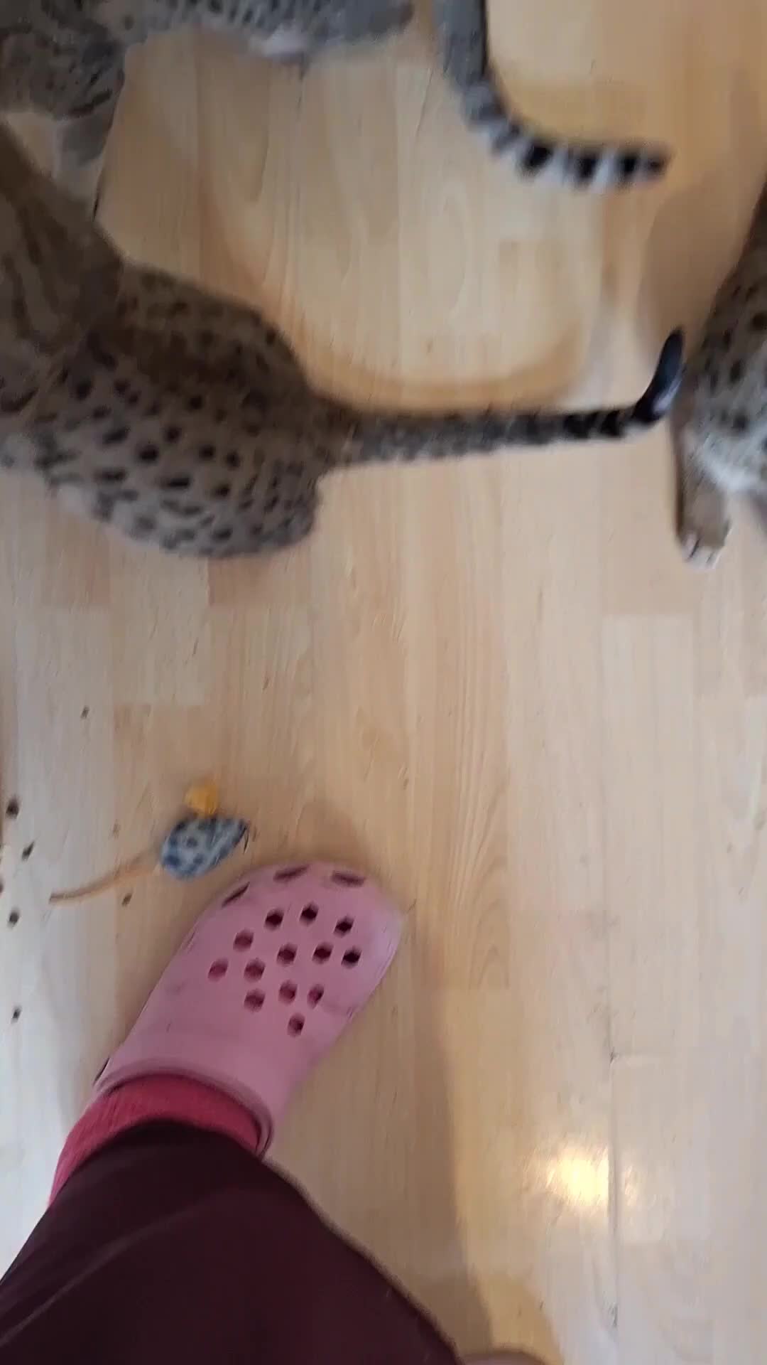 Savannah cats for sale: SAVANNAH TICA SBTF7 MARS HUGE BOY LIVELY & FUN in Mexborough - Video 1