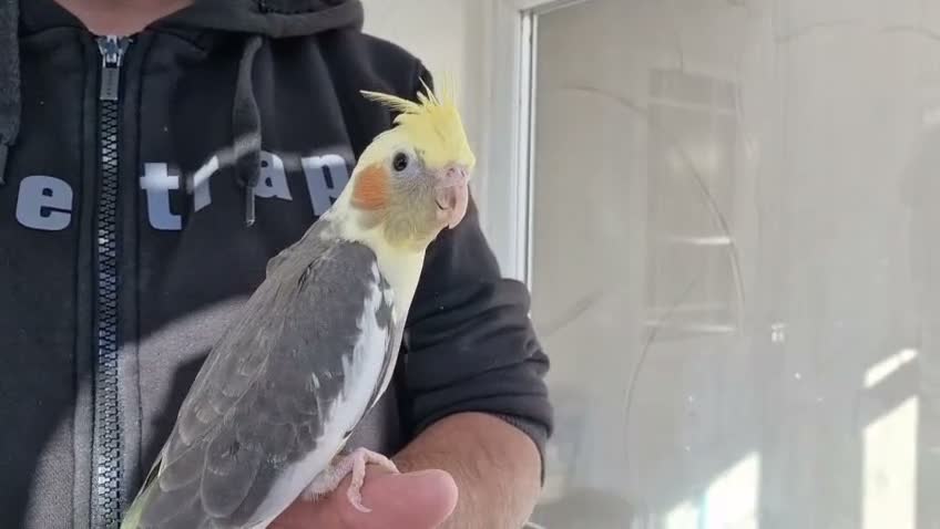 Cockatiels birds for sale: Hand tamed Cockatiels  - Video 1