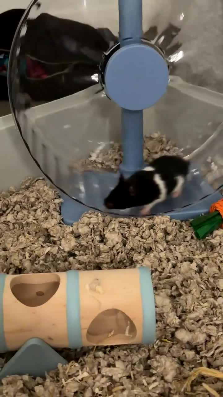 Hamster rodents for sale: Friendly Syrian Hamster in Warrington - Video 1