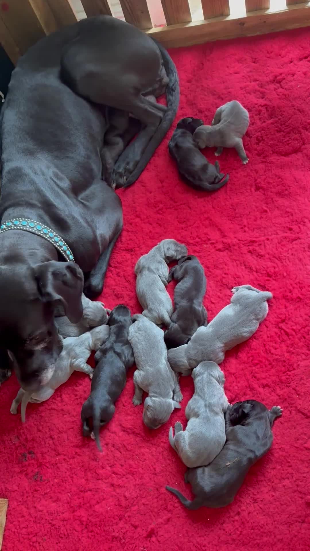 Great Dane dogs for sale: Pedigree registered blue and black Great Dane Pups - Video 2