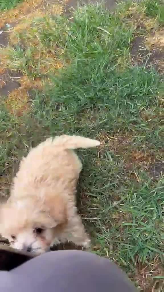 Maltipoo dogs for sale: Asian tiny x-small multipoo puppies  - Video 1