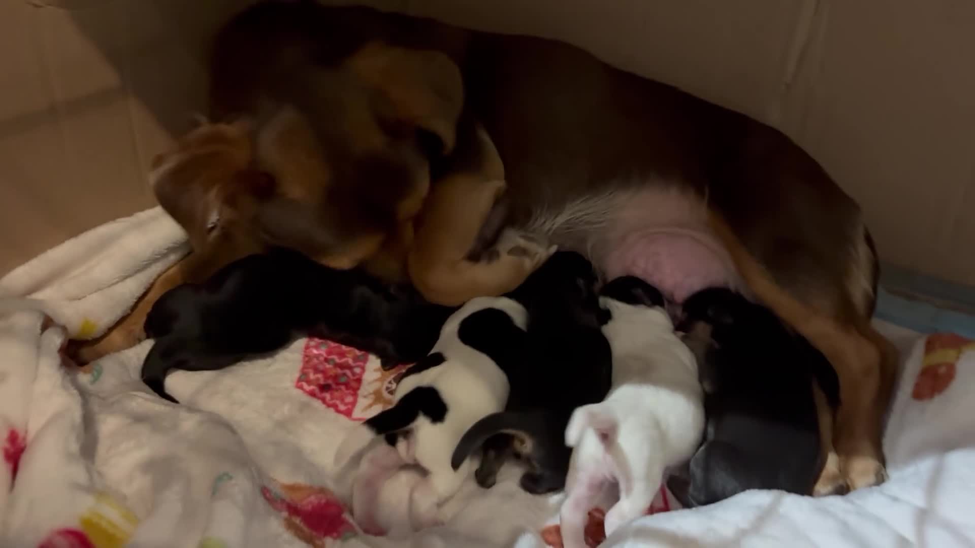 Jack Russell dogs for sale: Jack Russell  - Video 1